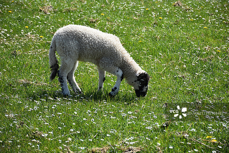 小羊羔在小花盛开的田野里吃草图片素材