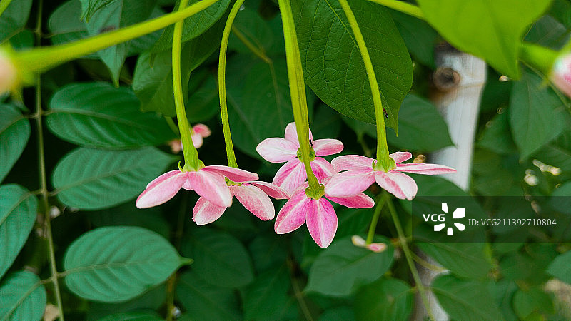 粉红色开花植物的特写，阿扎姆加尔，北方邦，印度图片素材