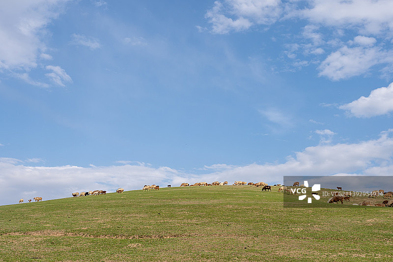 新疆伊犁大草原的羊群图片素材