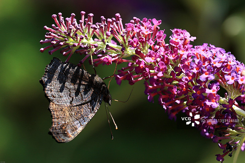蝴蝶在粉红色花朵上授粉的特写，沃姆森，德国图片素材