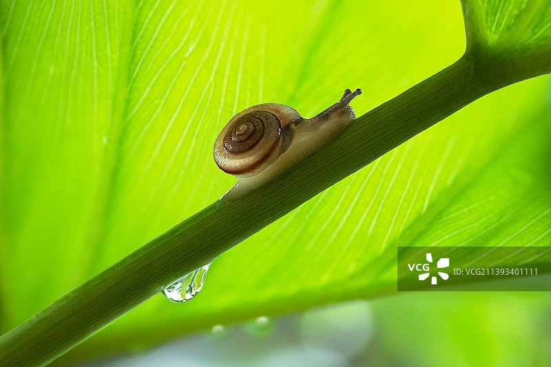 蜗牛,绿叶,水滴,清新,自然美图片素材