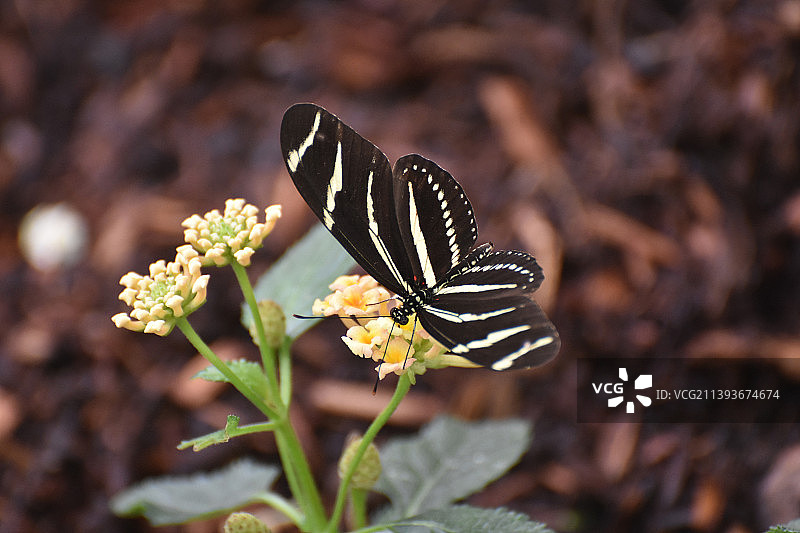 美丽的斑马蝴蝶在一束花图片素材