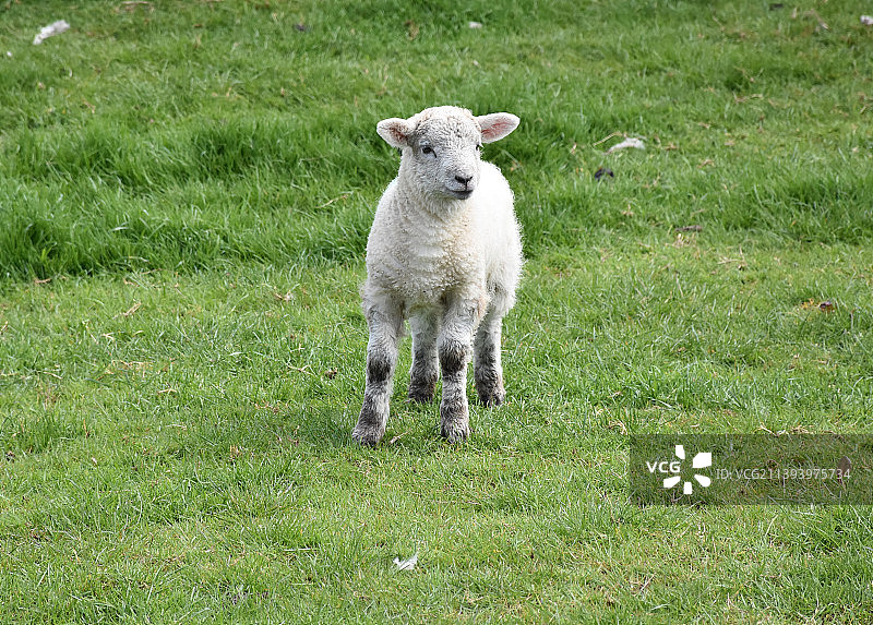 美丽的小羊宝宝站在春天的田野里图片素材