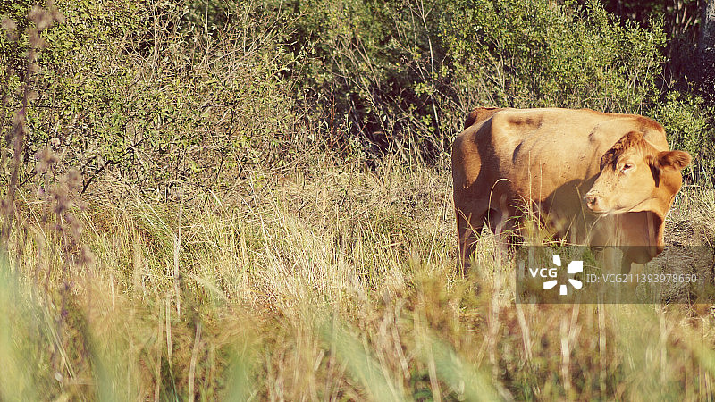 奶牛站在草地上的侧面视图图片素材