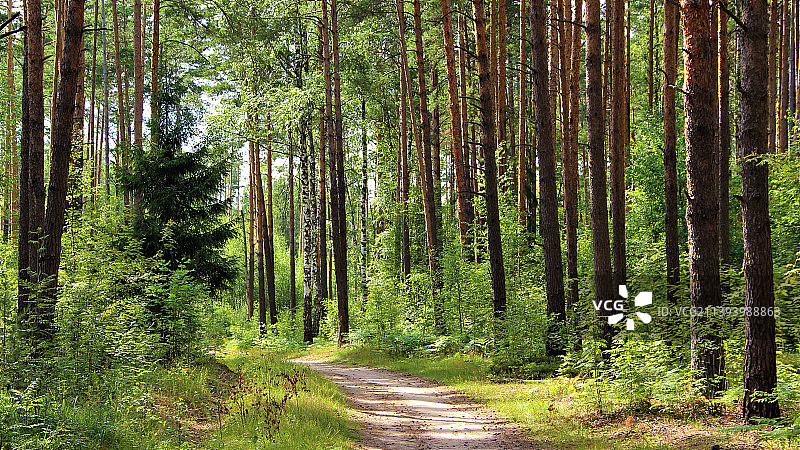 森林里的树木，俄罗斯图片素材