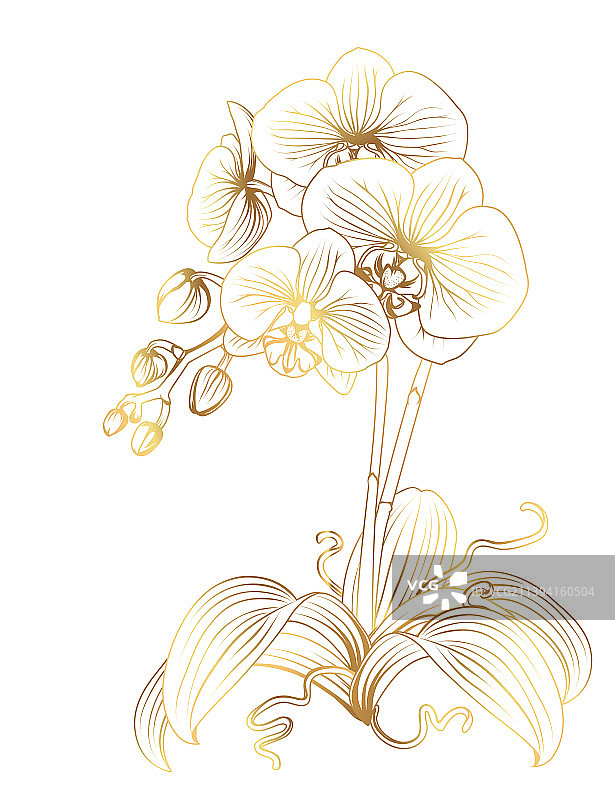 金兰蝴蝶兰，异国热带花图片素材