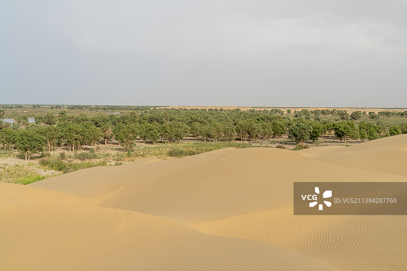 罗布人村寨景区，沙漠绿洲，沙漠中的胡杨林图片素材