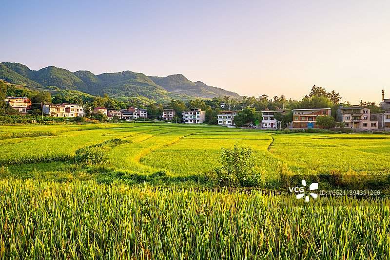 清晨阳光下的稻田与村庄图片素材
