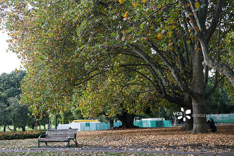 澳大利亚墨尔本皇家森林公园 亚拉河 落日余晖 树林树荫图片素材