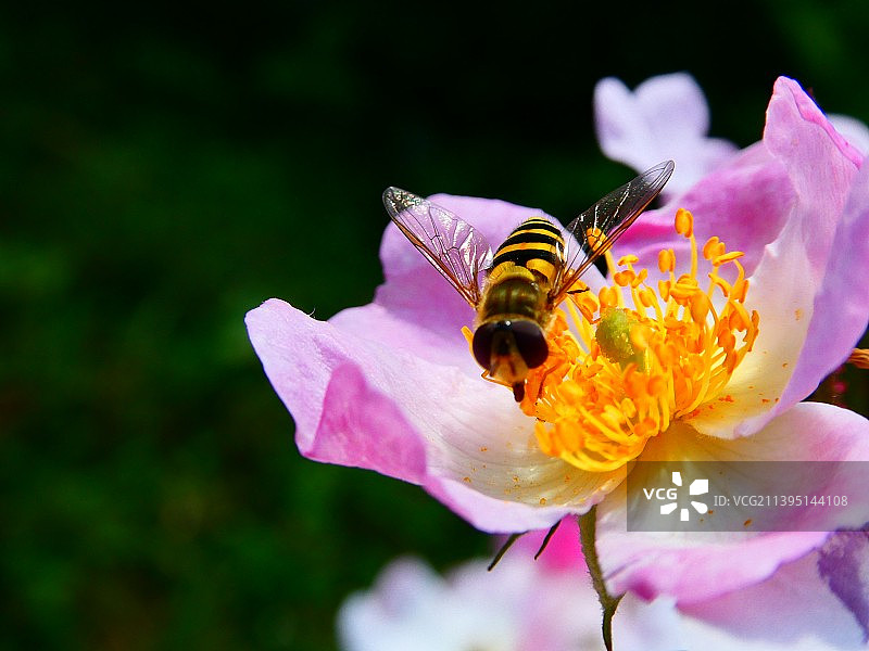 蜜蜂授粉粉红莲花睡莲特写图片素材