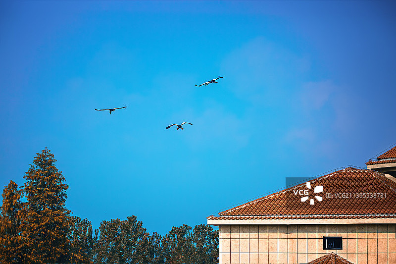 池杉湖上空飞翔的鹤+安徽滁州图片素材
