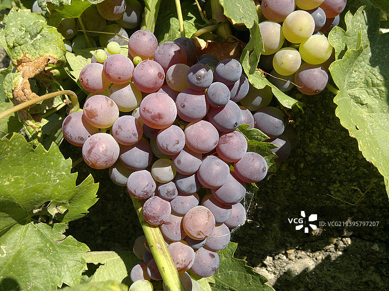 塞尔维亚葡萄园里葡萄生长的特写图片素材