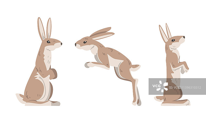 野兔或长耳大野兔，是长耳朵和长耳的动物图片素材
