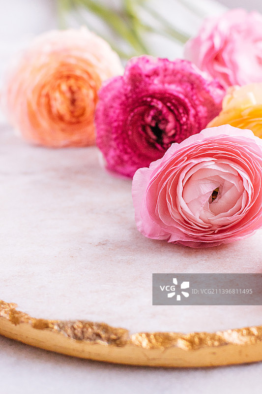 粉色玫瑰从花园-婚礼，假日和花卉花园图片素材