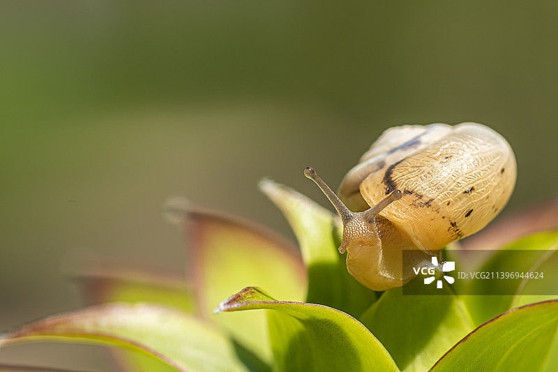 蜗牛在植物上的特写图片素材