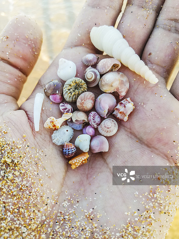 伊朗霍尔莫兹根省，克什姆海滩上的手持贝壳图片素材