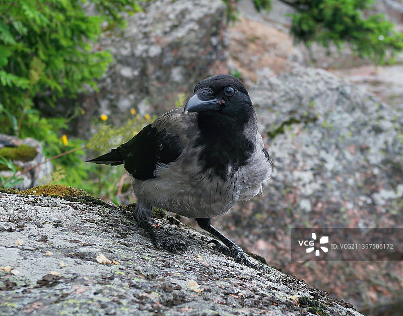 乌鸦栖息在岩石上的特写图片素材