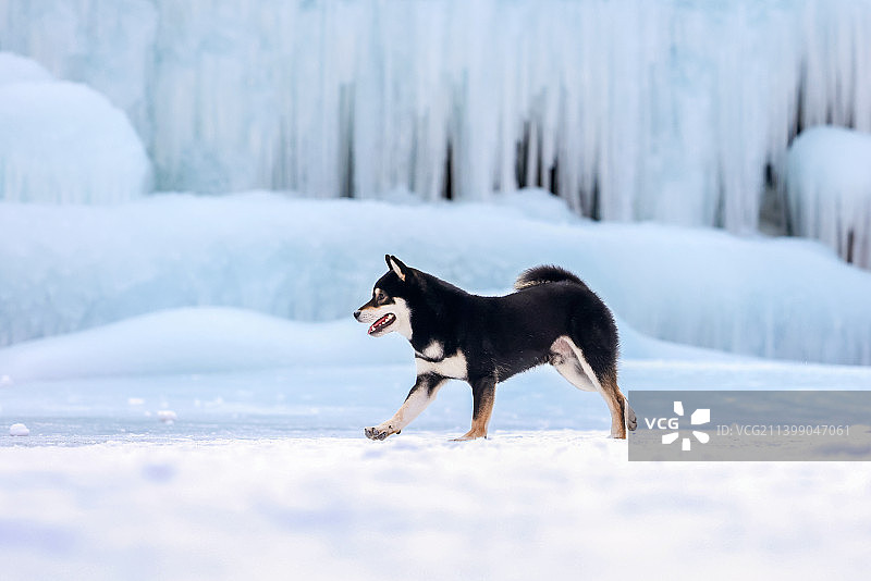 冰川上的柴犬图片素材