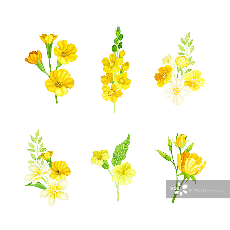 鲜艳的黄色花或开花带花瓣和图片素材