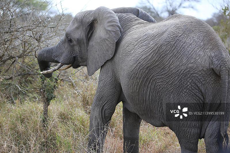 南非克鲁格国家公园，小象站在田野上的侧面视图图片素材