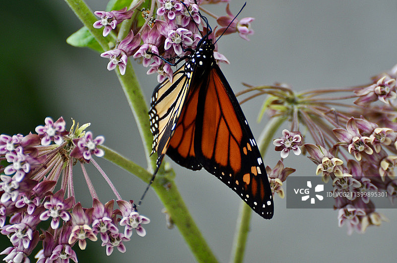 加拿大安大略省托博莫里，紫色花朵上的蝴蝶授粉特写图片素材