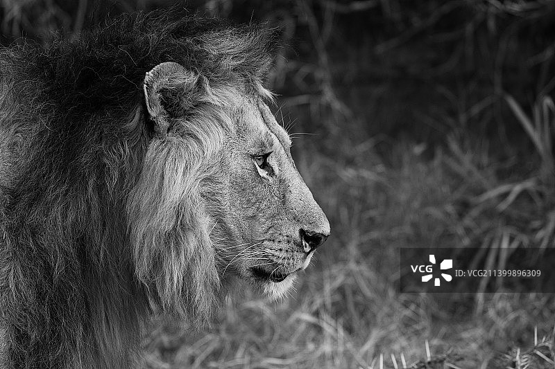 肯尼亚马赛马拉的草地上，狮子看向别处的特写图片素材