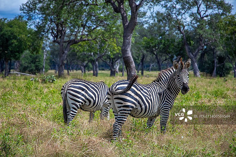 两只斑马,赞比亚图片素材