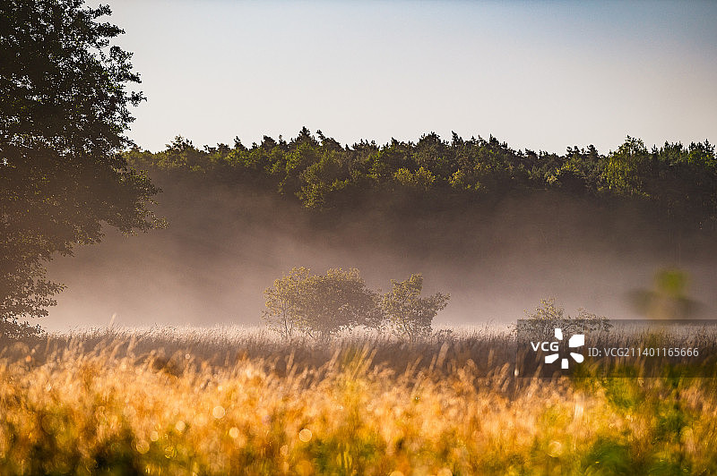 波兰，天空映衬下田野上的树木图片素材