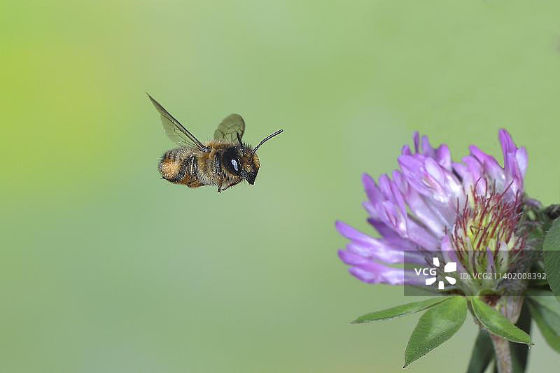野生蜜蜂，切叶蜂(Megachile maritima)，雌性，飞行中，高速自然照片，红三叶草(三叶草)，西格兰，北莱茵-威斯特法伦州，德国，欧洲图片素材