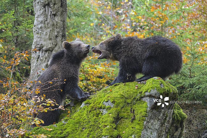 棕熊(Ursus arctos)，两只幼熊在秋天搏斗，被俘虏图片素材