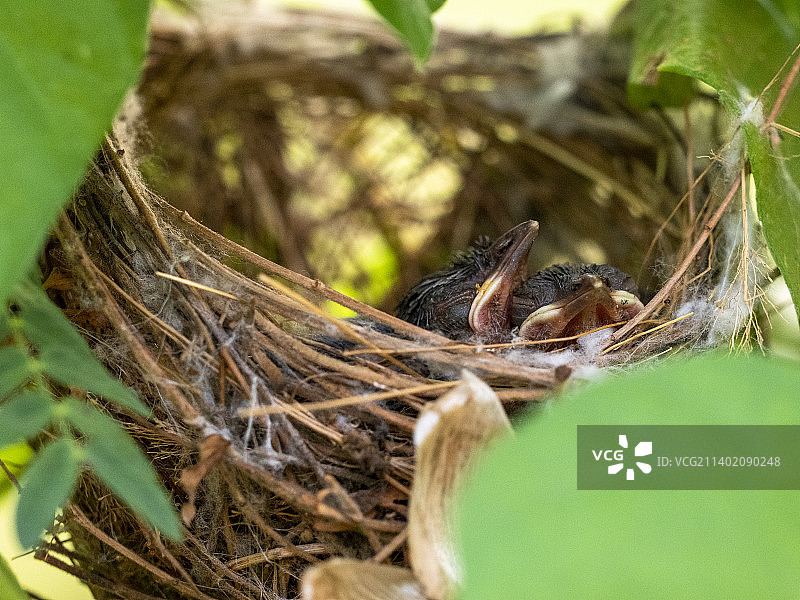 两只乳鸽在巢中等待父母的食物图片素材