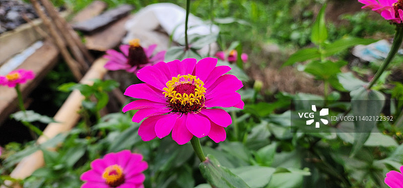 粉红色开花植物的特写，巴里克帕潘，印度尼西亚图片素材