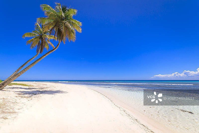 热带田园诗般的加勒比海滩与棕榈树，蓬塔卡纳图片素材
