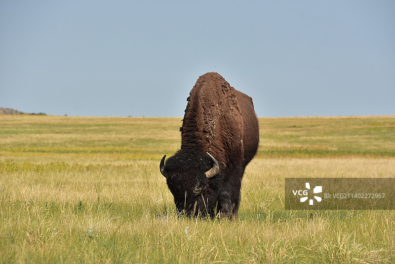 草原野牛在南达科他州的草地上吃草图片素材