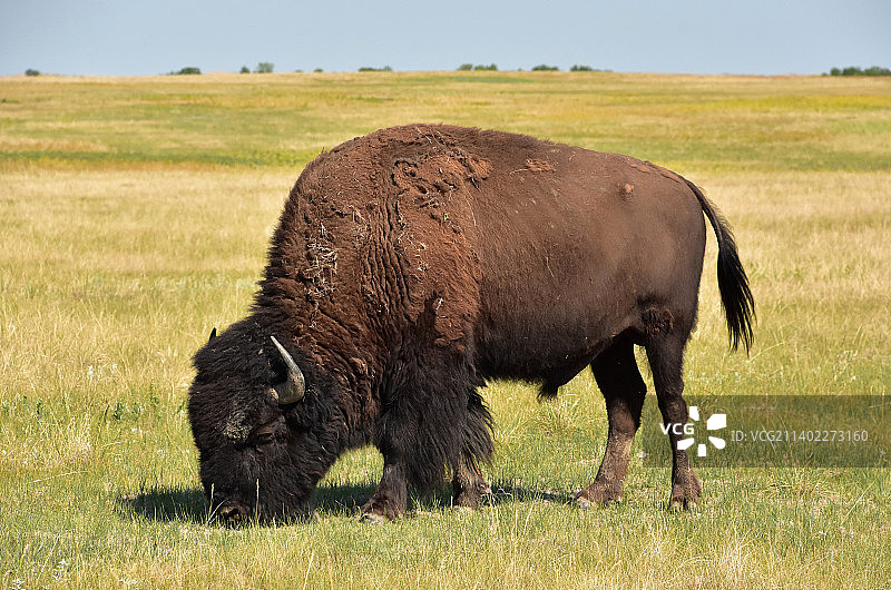 草原上放牧的美洲野牛图片素材