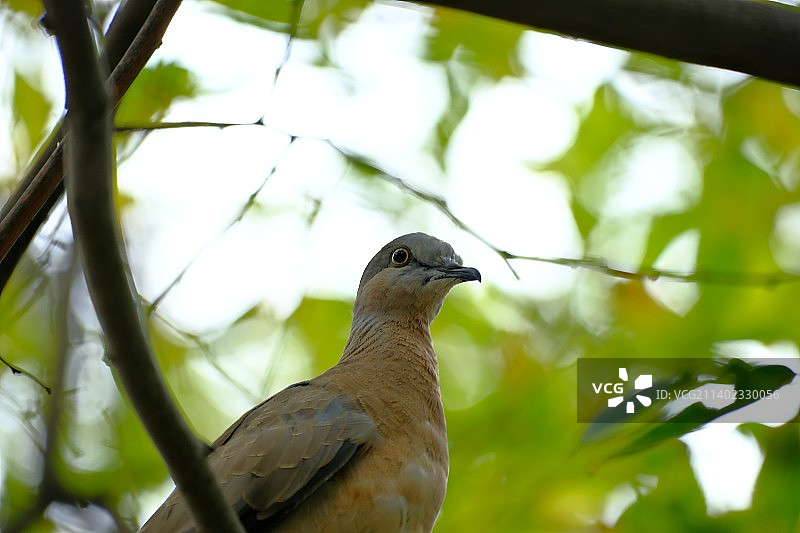 鸽子栖息在树上的低角度视角，中国图片素材