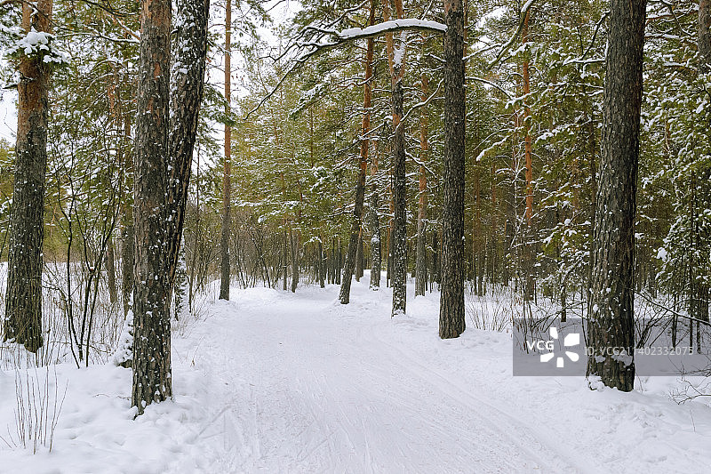 松树冬季雪林在一个多云霜冻的日子，拉脱维亚图片素材