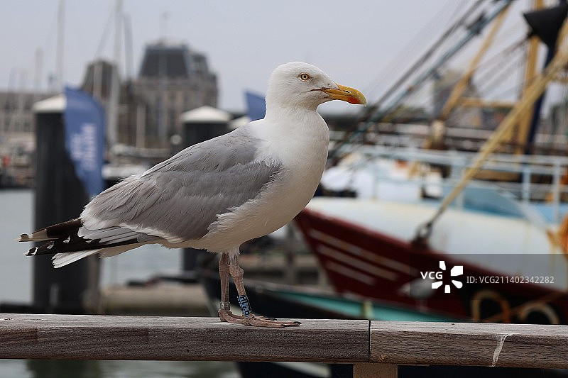 比利时奥斯坦德，一只海鸥依偎在栏杆上的特写镜头图片素材