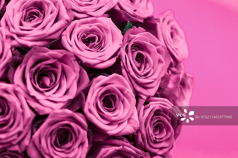 奢华的紫玫瑰花束，鲜花盛开的节日图片素材