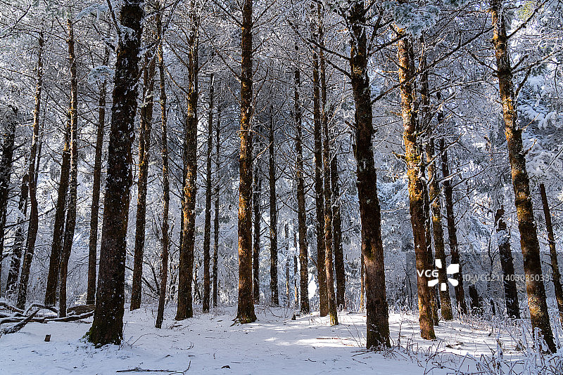 峨眉山树林雪景，阳光洒在错落有致的树干上图片素材