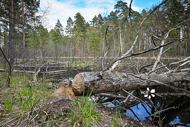 俄罗斯，森林中湖泊的风景图片素材