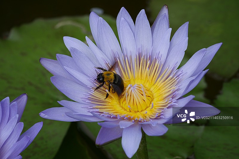 日本大分县别府紫花上的蜜蜂特写图片素材