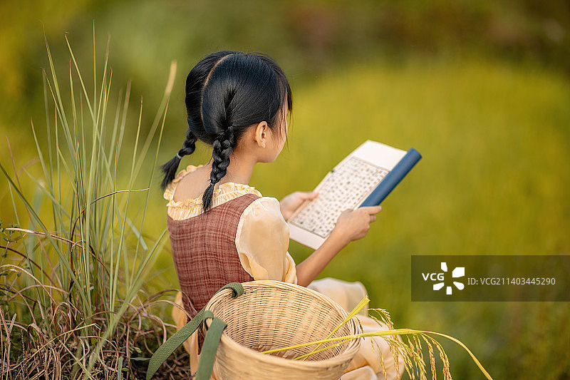 坐在稻田中看书的小女孩图片素材