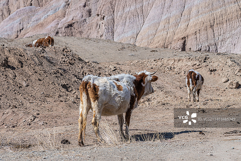 新疆天山山脉 盐碱地上  散养牛在吃草图片素材