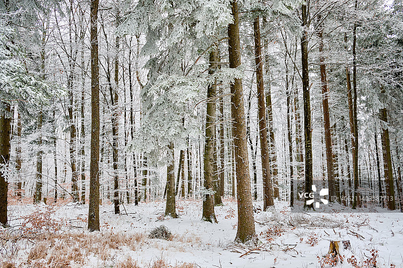 冬天森林里的树图片素材