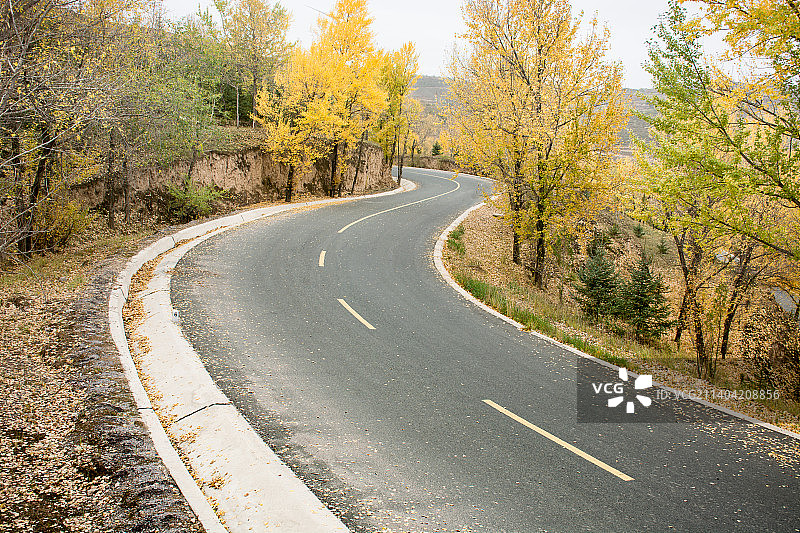 秋天蜿蜒的公路和金黄的树叶图片素材
