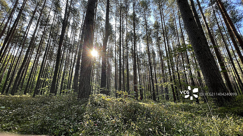阳光从低角度穿过森林的树木，波兰图片素材