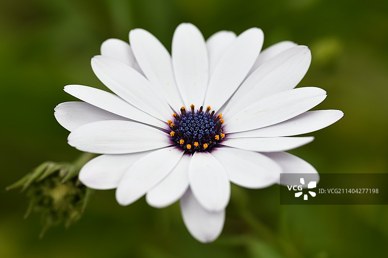 白色雏菊的特写图片素材