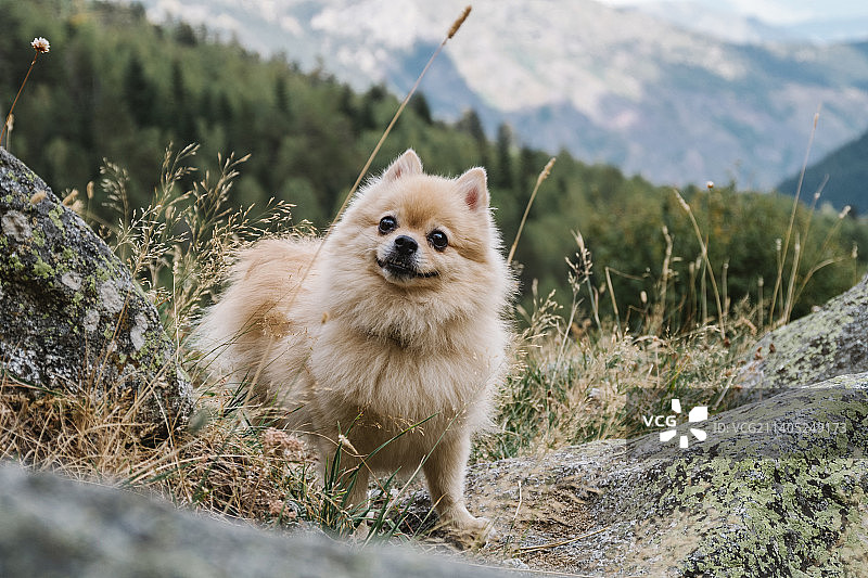 一个可爱开朗的斯皮兹站在山上的石头上快乐图片素材