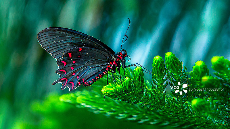 植物上的蝴蝶特写图片素材